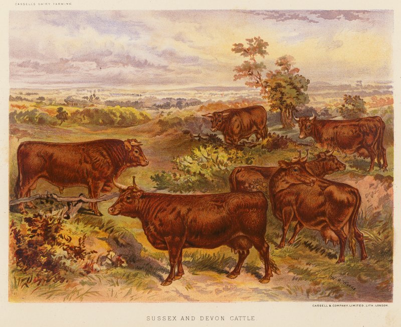 Bétail du Sussex et du Devon - English School