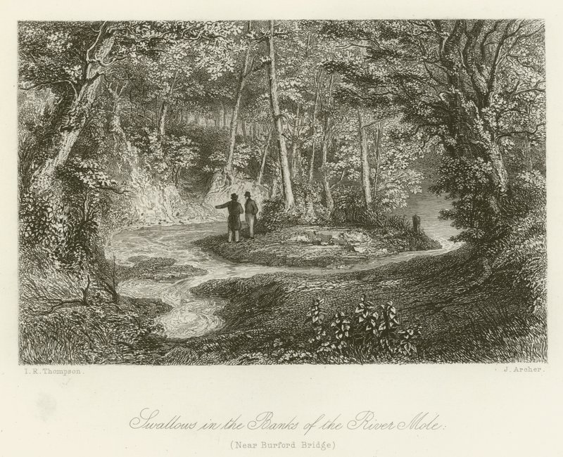 Hirondelles sur les rives de la rivière Mole, près du pont de Burford - English School