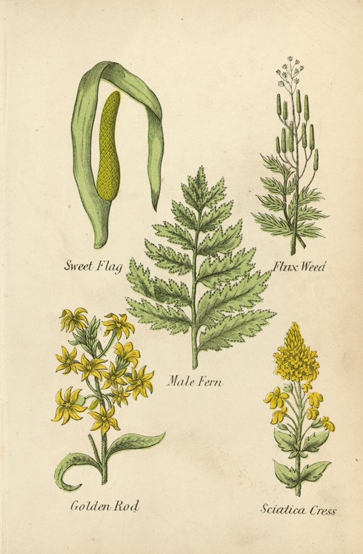 Acore odorant, Lin de mer, Fougère mâle, Verge d