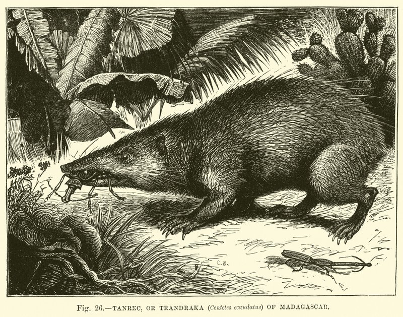 Tanrec, ou Trandraka (Centetes ecaudatus) de Madagascar - English School