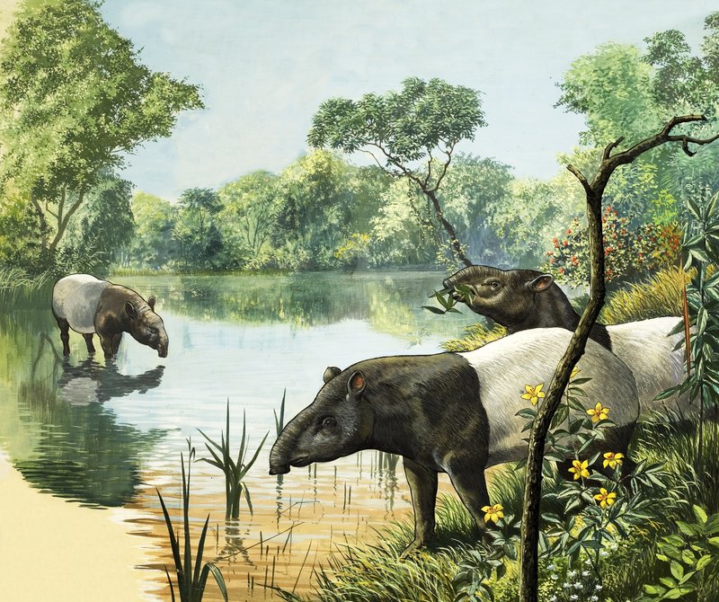 Tapirs, illustration tirée de Nature