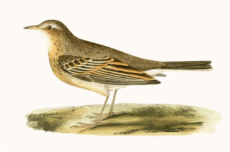 Pipit rousseline, illustration de 