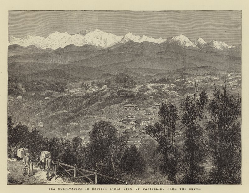 Culture du thé en Inde britannique, vue de Darjeeling depuis le sud - English School