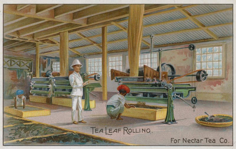 Roulement des feuilles de thé, pour Nectar Tea Co, carte commerciale - English School