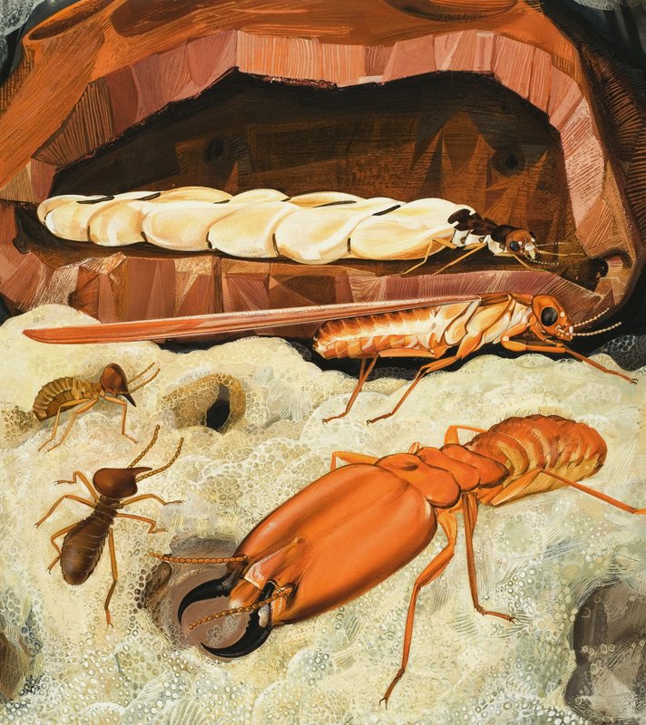 Termites - English School