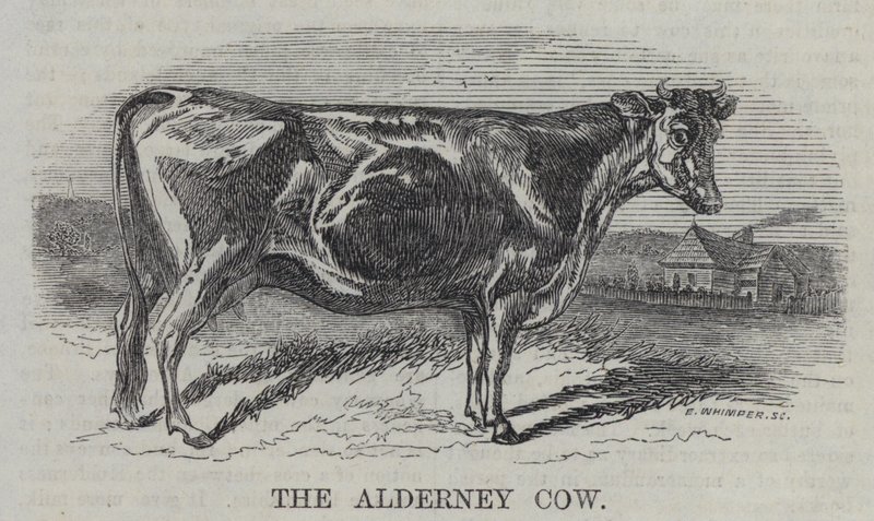 La Vache d