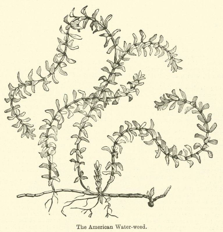 La Renouée d