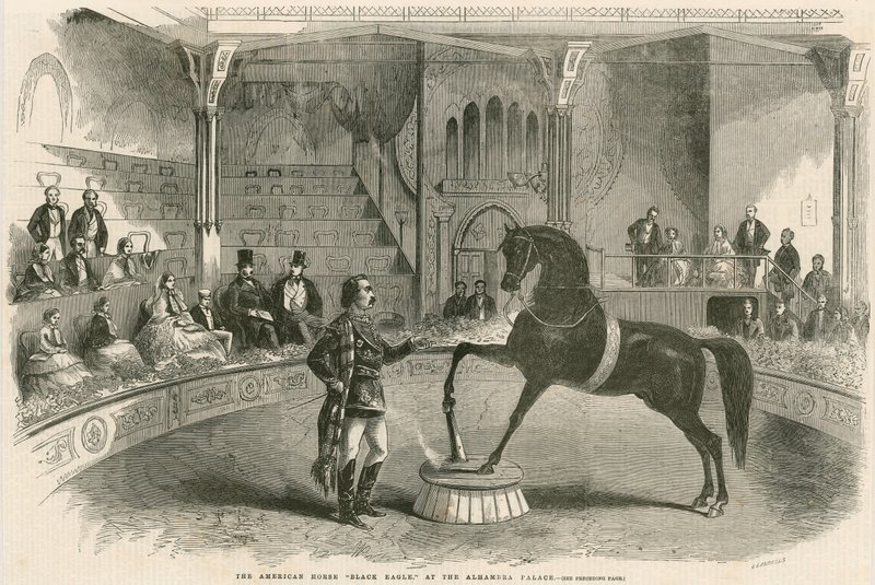 Le cheval américain Black Eagle au Palais de l