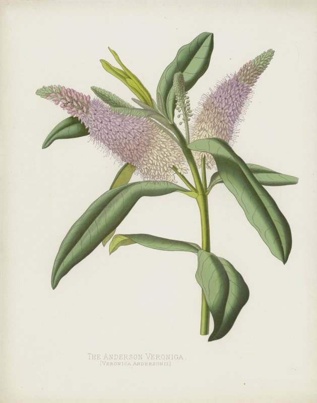 La Véronique d