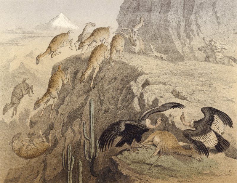 Les montagnes des Andes au Pérou, chasse au lama, le condor - English School