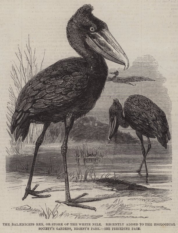 Le Balaeniceps rex, ou cigogne du Nil blanc, récemment ajouté aux jardins de la Société zoologique, Regent