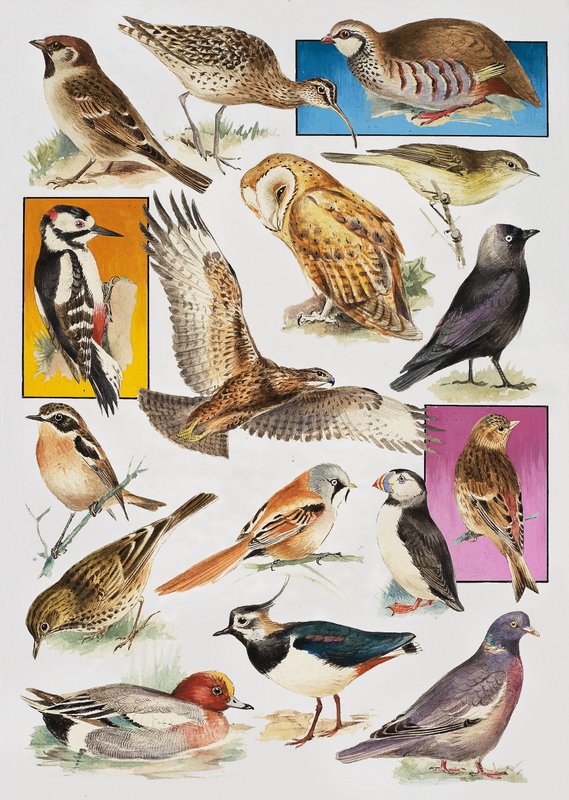 Les Oiseaux de Grande-Bretagne - English School