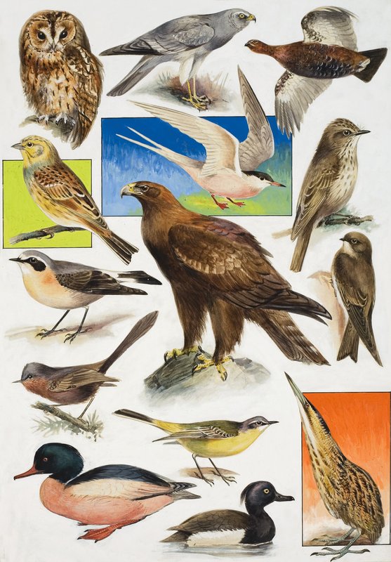 Les Oiseaux de Grande-Bretagne - English School