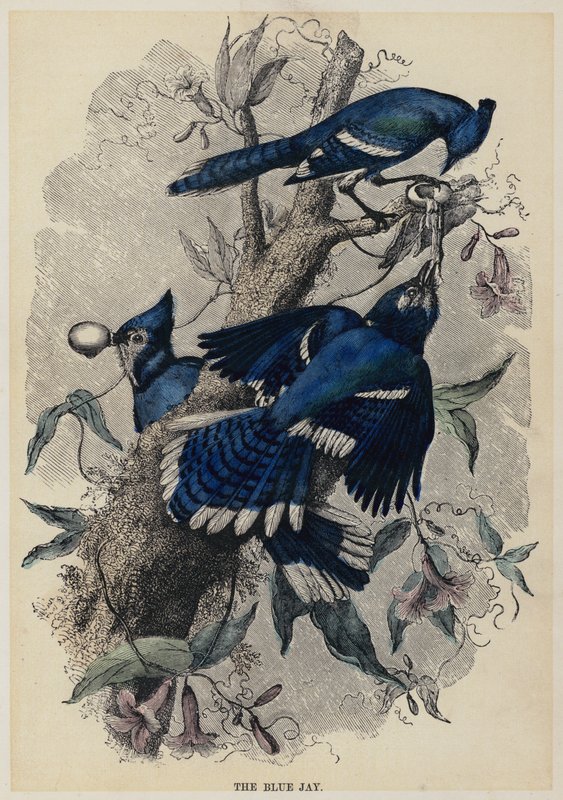 Le geai bleu - English School