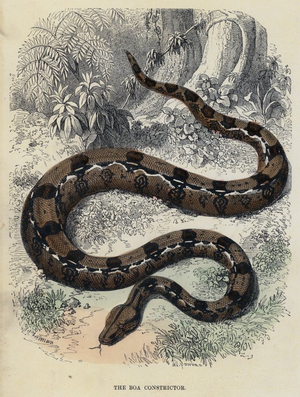 Le Boa Constrictor (gravure en couleur) - English School