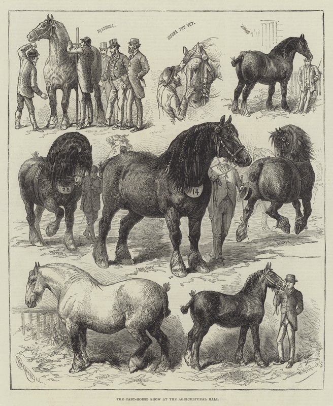 Le salon du cheval de trait au hall agricole (gravure) - English School