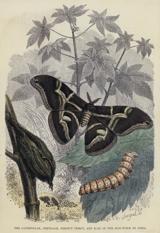 La chenille, la chrysalide, l