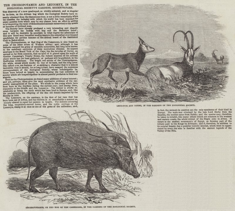 Le Choiropotamus et Leucoryx, dans les jardins de la Société Zoologique, Regent
