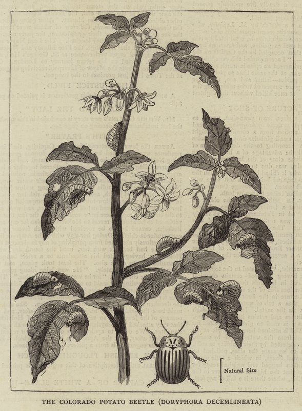 Le doryphore de la pomme de terre du Colorado, Doryphora decemlineata - English School