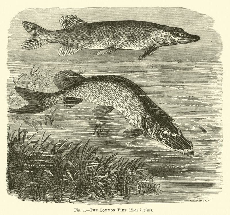 Le brochet commun, Esox lucius - English School