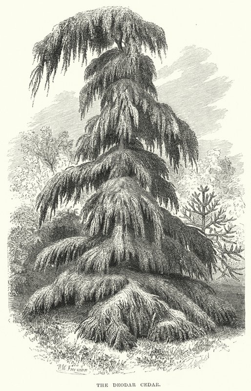 Le cèdre de Deodar - English School