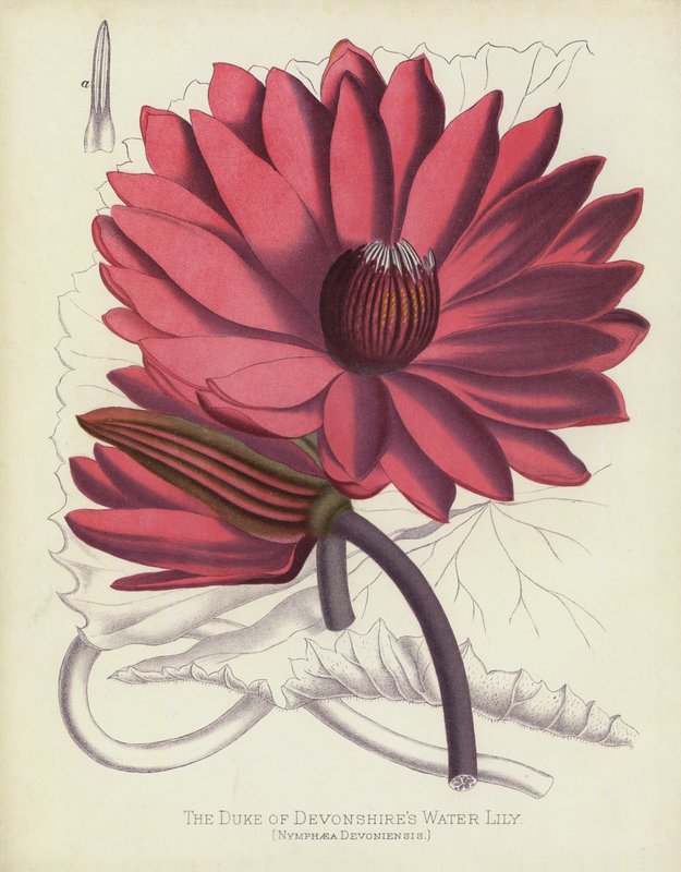 Le Nénuphar du Duc de Devonshire, Nymphaea Devoniensis - English School