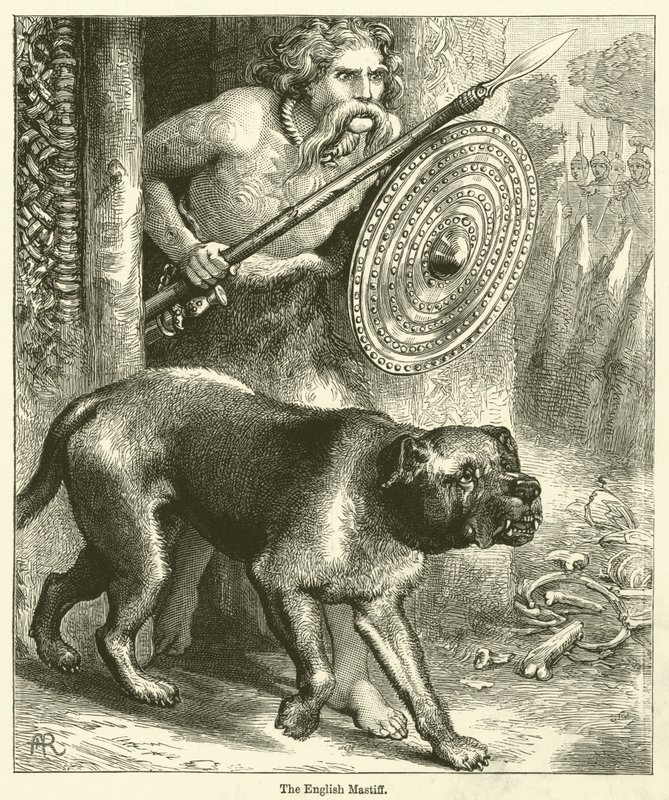 Le Mastiff anglais (gravure) - English School