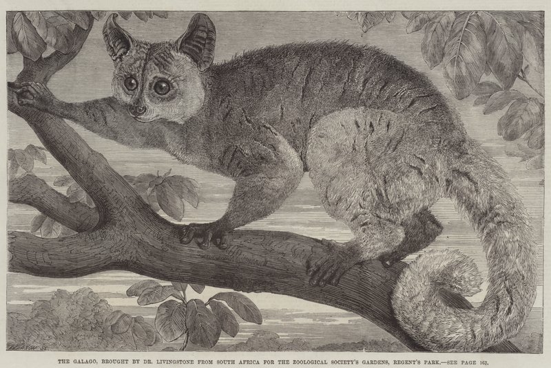 Le Galago, apporté par le Dr Livingstone d
