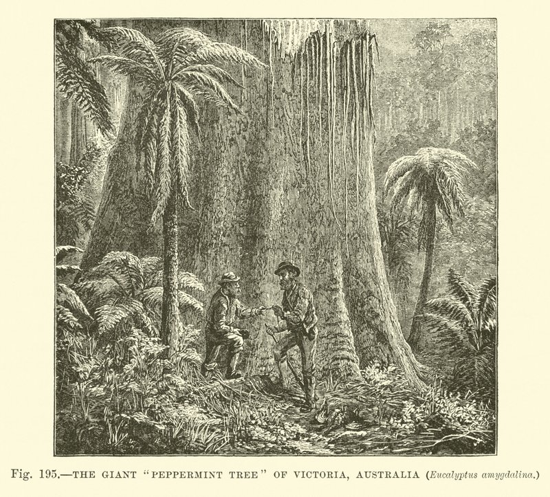 Le géant eucalyptus de Victoria, Australie, Eucalyptus amygdalina - English School