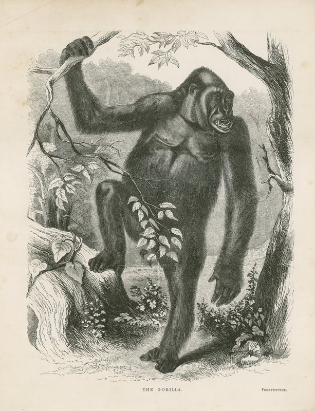 Le Gorille, frontispice des Explorations et Aventures en Afrique équatoriale par Paul B du Chaillu - English School