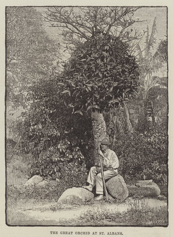 La grande orchidée à St Albans (gravure) - English School