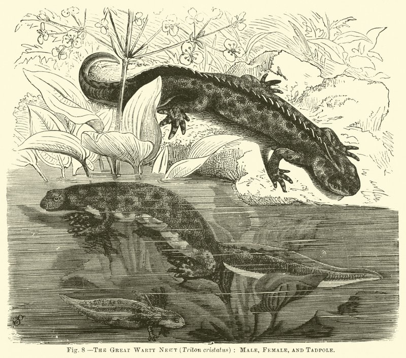 Le grand triton crêté (Triton cristatus), mâle, femelle et têtard - English School