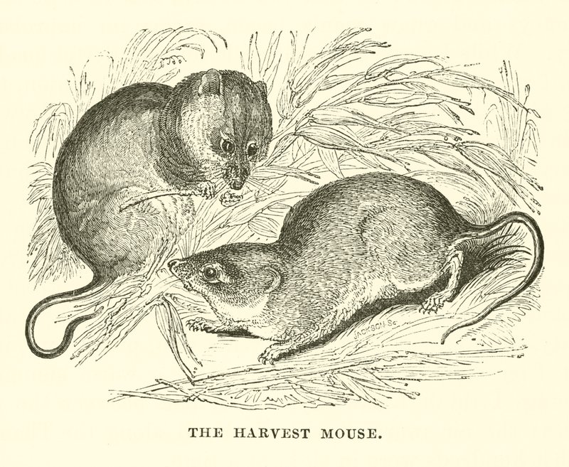 La souris des moissons (gravure) - English School