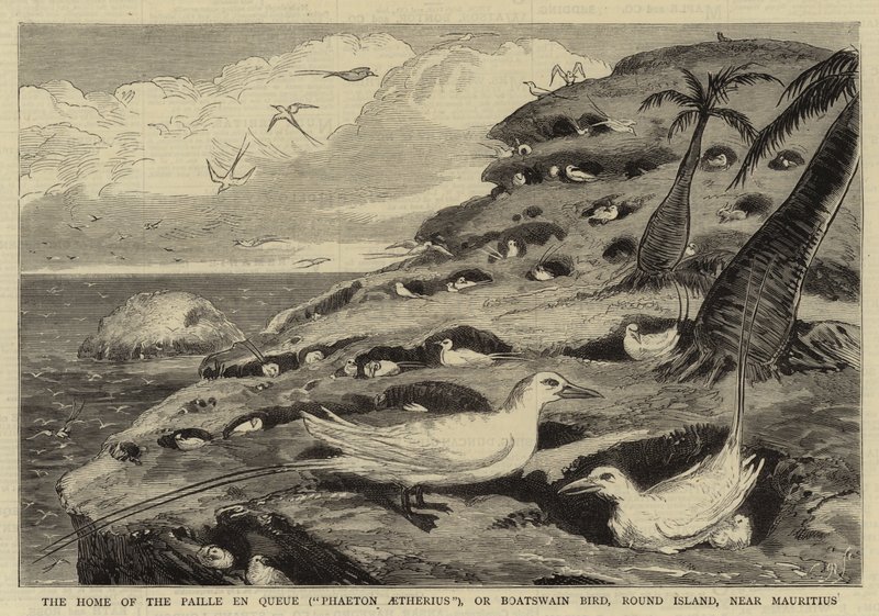 Le foyer du Paille en Queue ("Phaeton Aetherius"), ou oiseau de bosco, Île Ronde, près de Maurice - English School