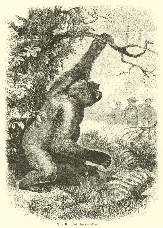 Le roi des gorilles - English School
