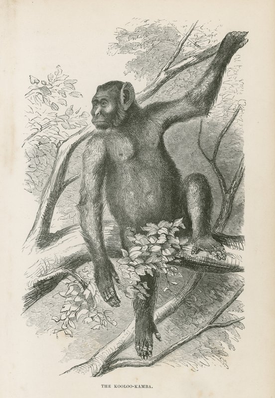 Le Kooloo-Kamba - English School