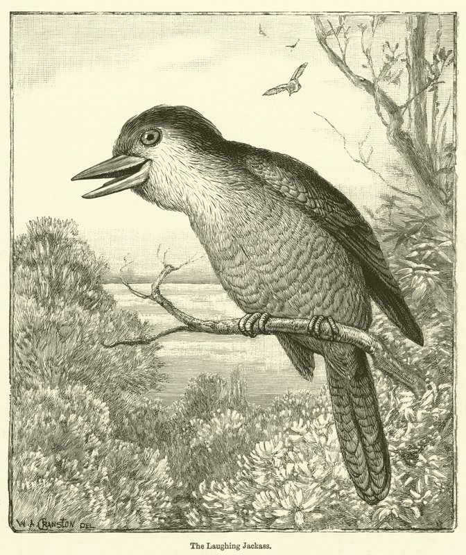 Le baudet qui rit (gravure) - English School