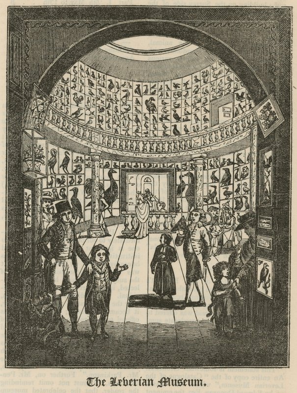 Le musée Leverian - English School