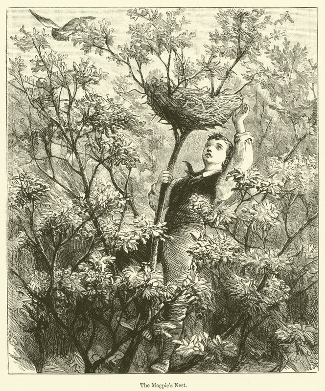 Le nid de pie (gravure) - English School
