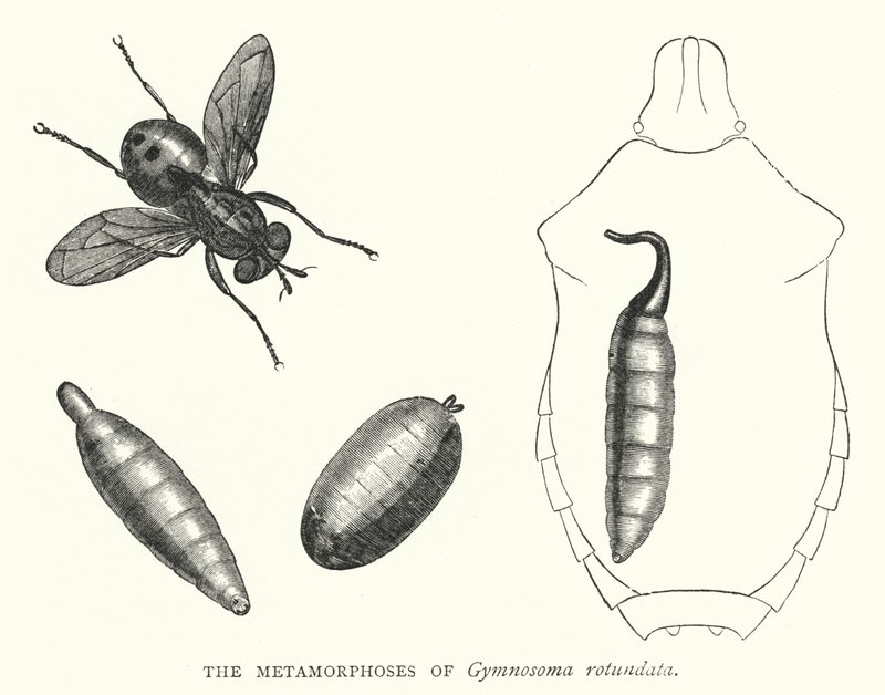 Les Métamorphoses de Gymnosoma rotundata - English School