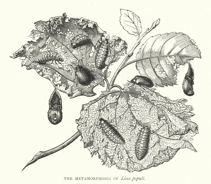 Les Métamorphoses de Lina populi - English School