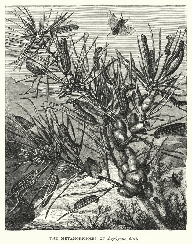 Les Métamorphoses de Lophyrus pini - English School