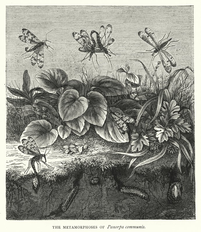 Les Métamorphoses de Panorpa communis - English School