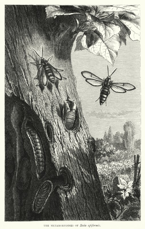 Les Métamorphoses de Sesia apiformis - English School