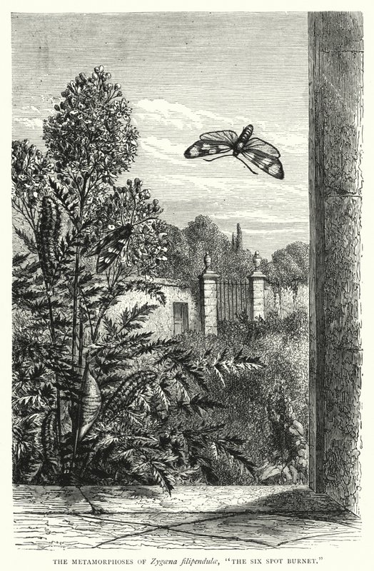 Les Métamorphoses de Zygaena filipendulae, "Le Zygène de la Filipendule" (gravure) - English School