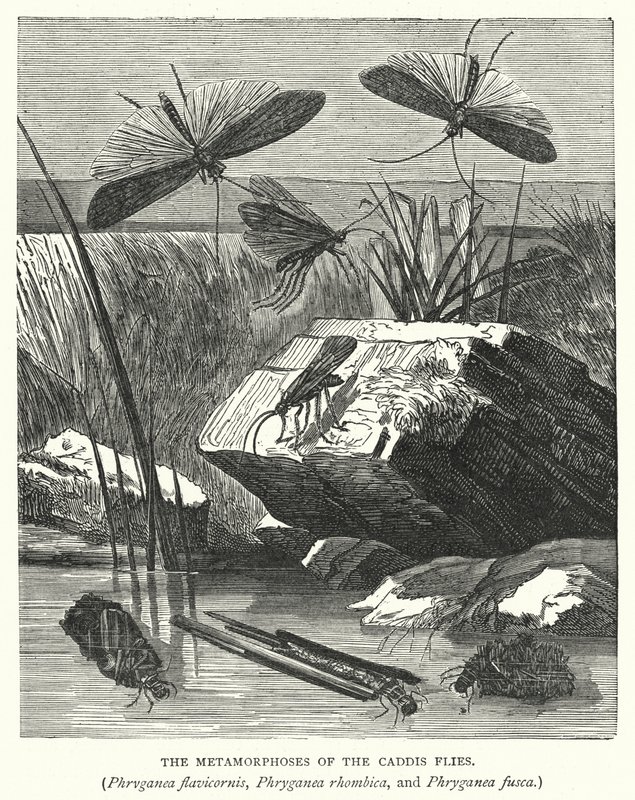 Les Métamorphoses des Phryganes, Phryganea flavicornis, Phryganea rhombica, et Phryganea fusca - English School