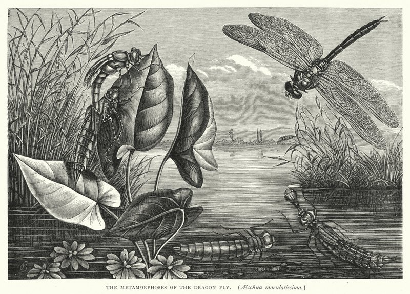 Les Métamorphoses de la Libellule, Aeschna maculatissima - English School