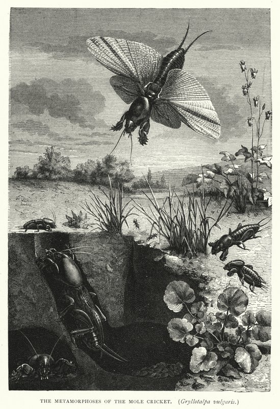 Les Métamorphoses du grillon-taupe, Gryllotalpa vulgaris (gravure) - English School