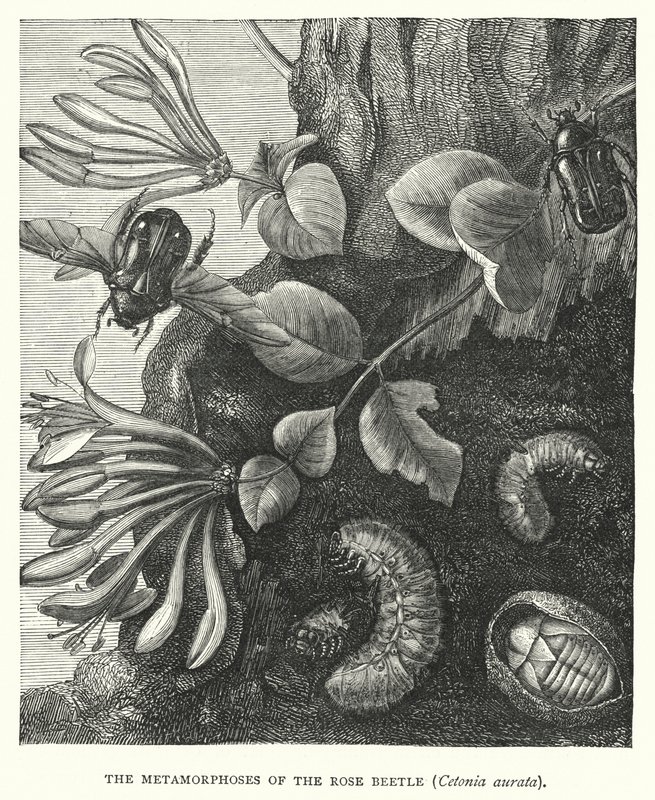 Les Métamorphoses du scarabée rose, Cetonia aurata (gravure) - English School