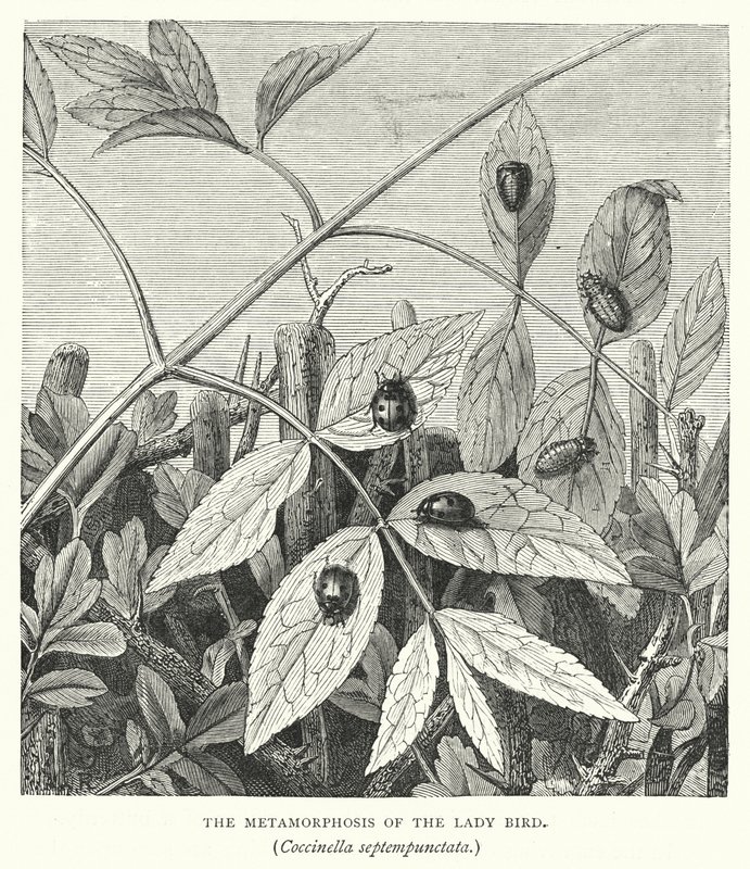 La Métamorphose de la coccinelle, Coccinella septempunctata (gravure) - English School